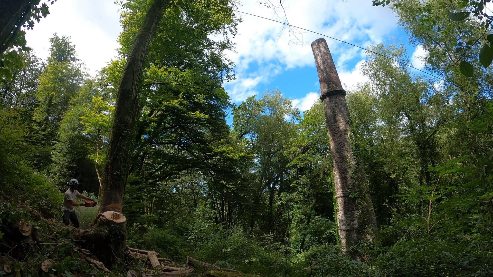 A tree surgeon cutting in at the base of a large tree in woodland, with a ruined Cornish mine stack standing behind it.